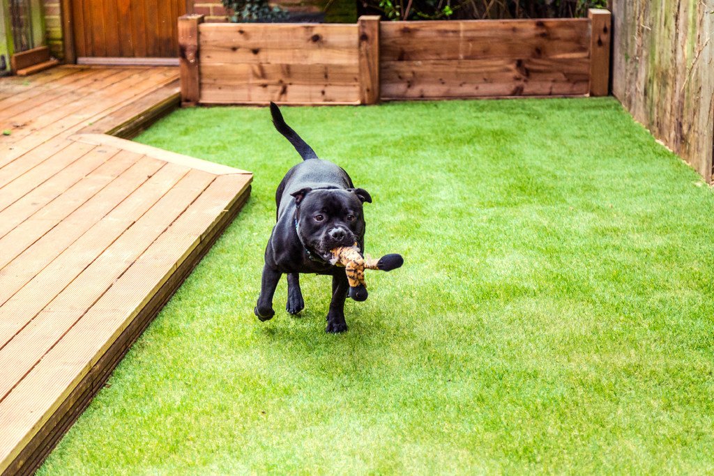 black dog, playtime, back yard black dog, playtime, back yard